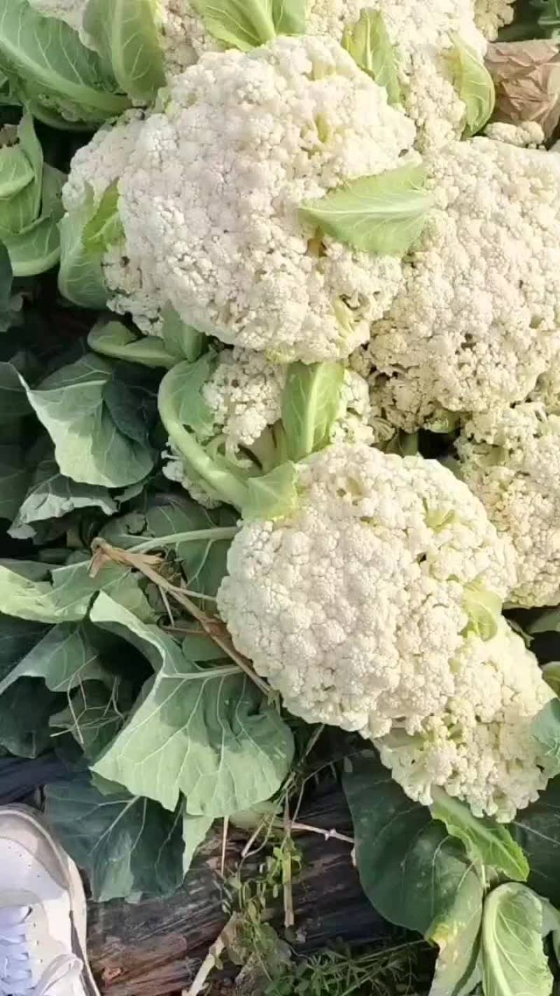 好货歪货都有看质量说价格