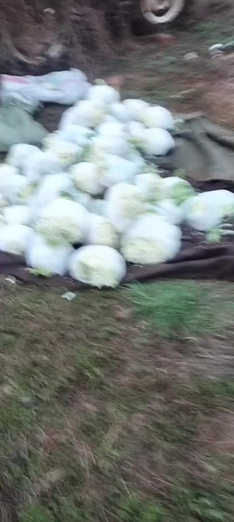 好货歪货都有看质量说价格