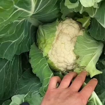 好货歪货都有看质量说价格