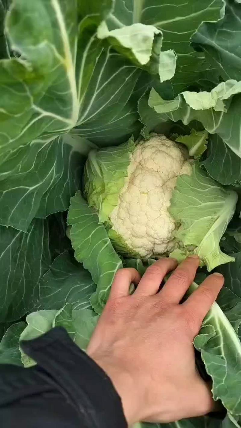 好货歪货都有看质量说价格