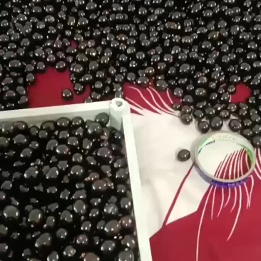 黑珍珠树葡萄