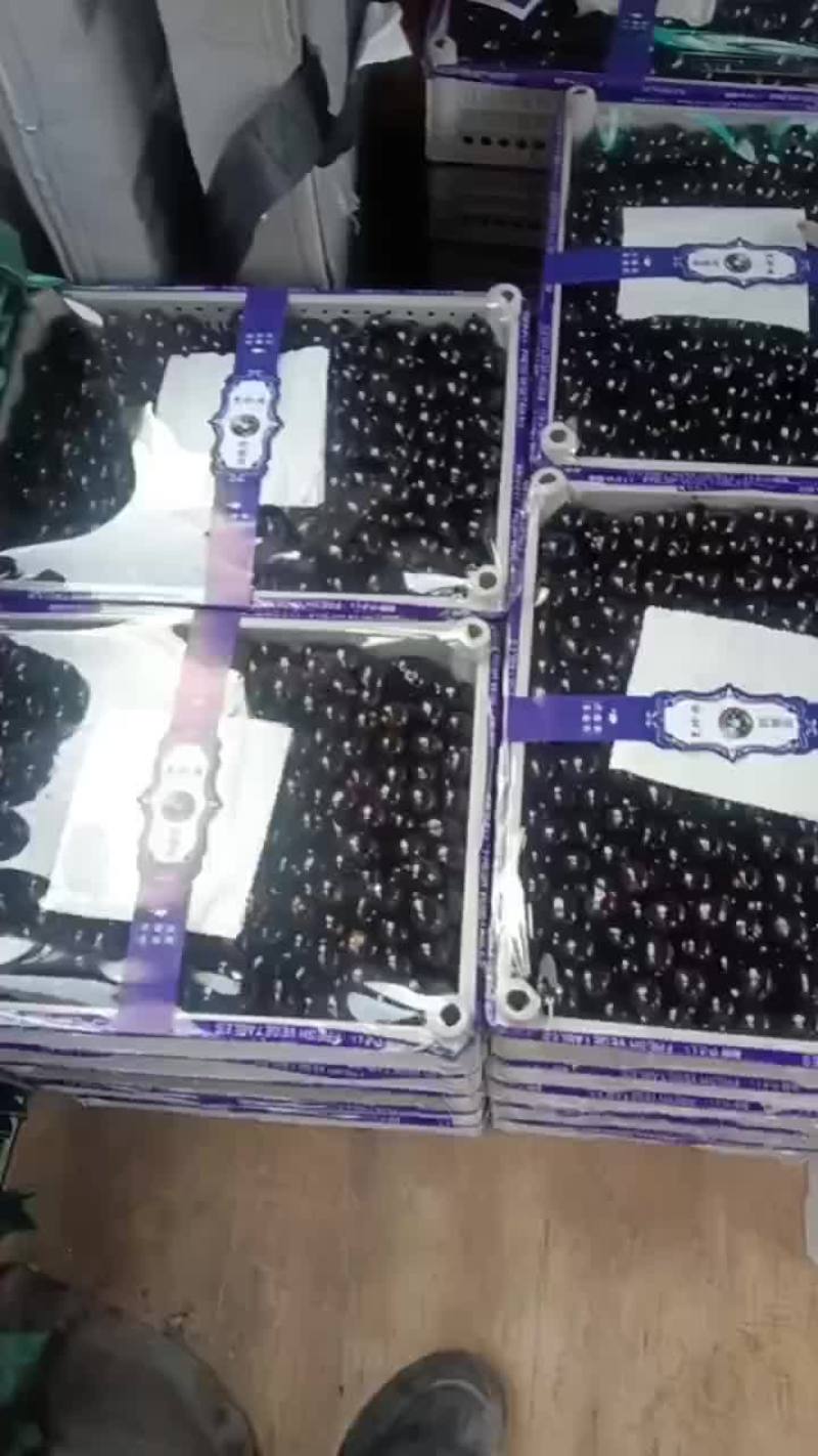 黑珍珠树葡萄