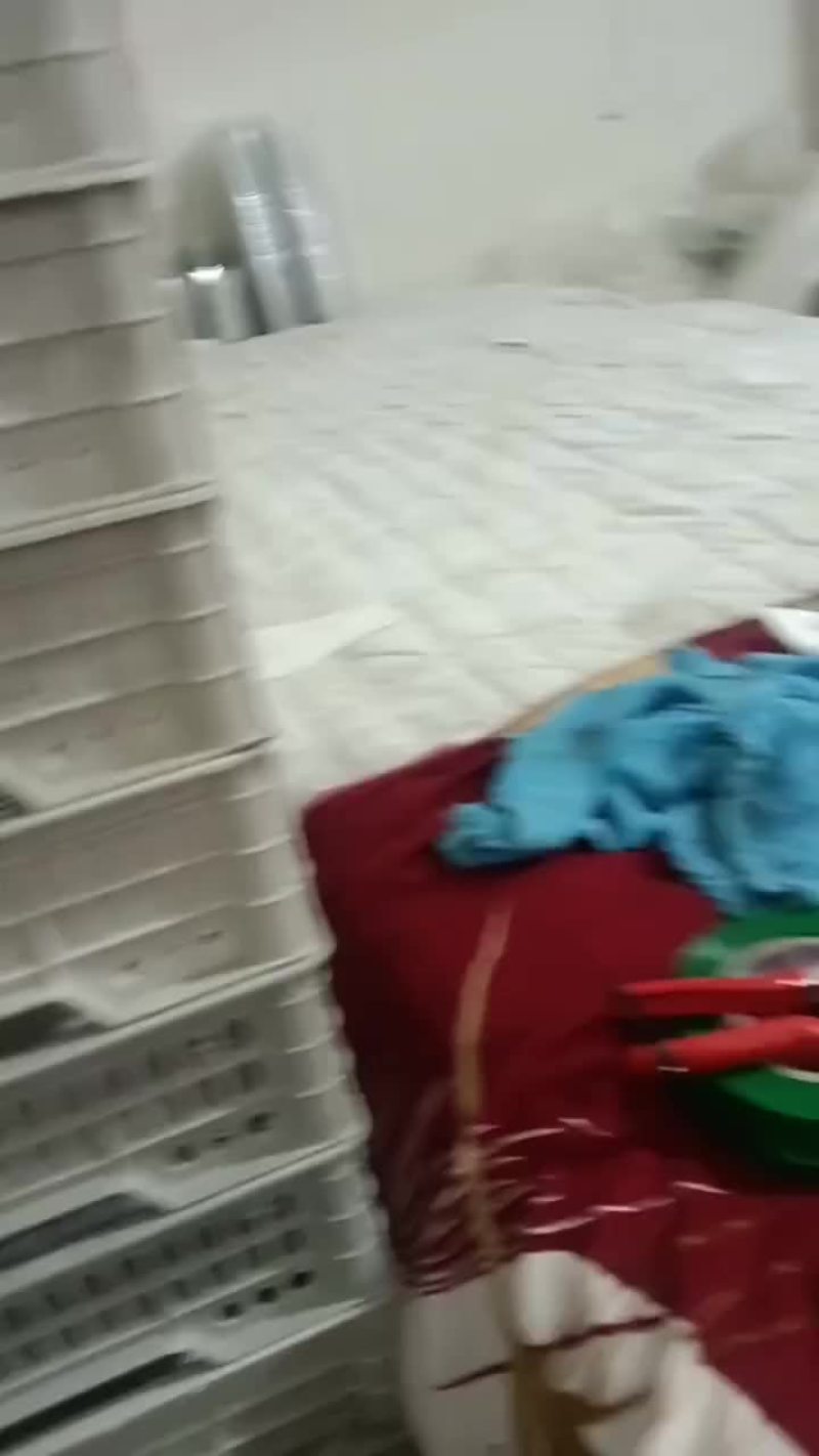 黑珍珠树葡萄