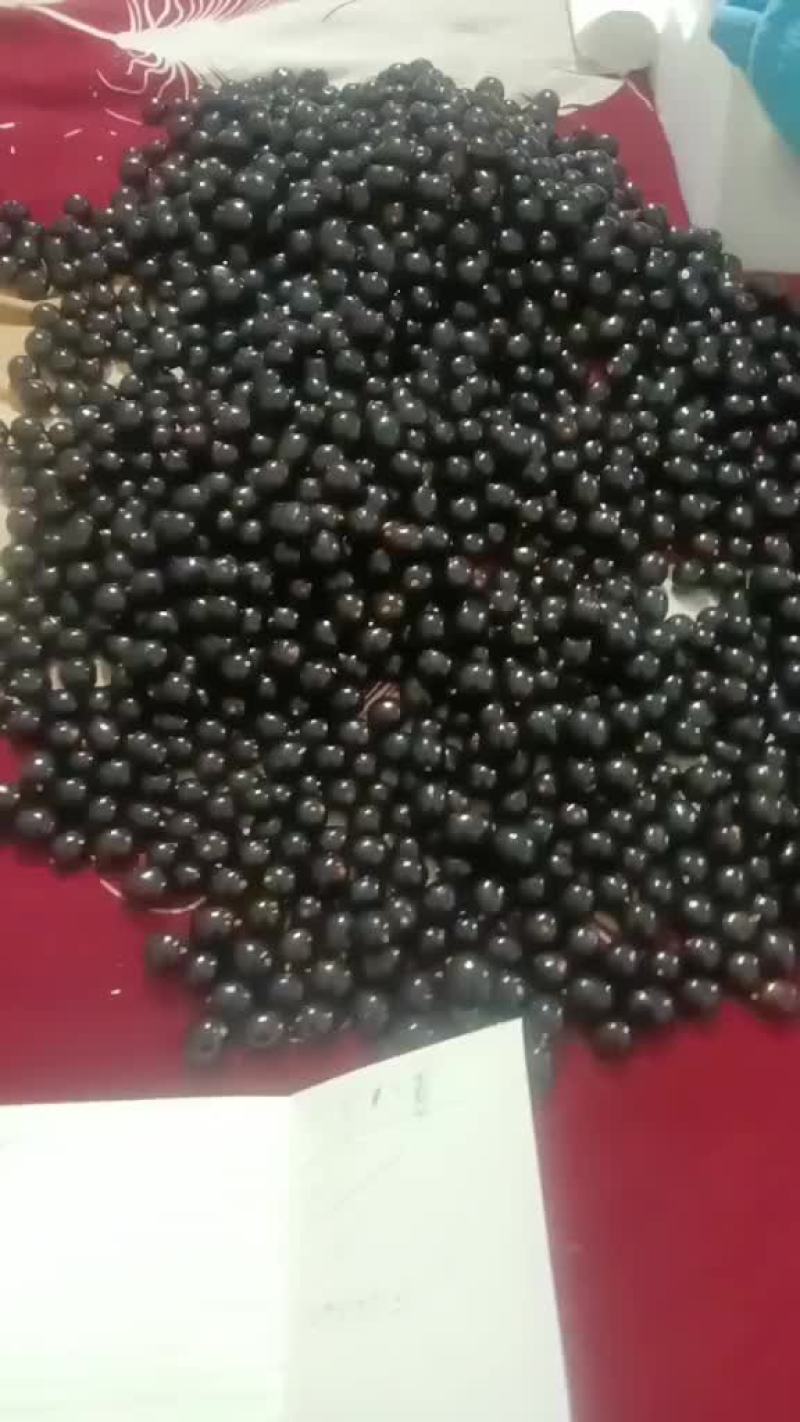 黑珍珠树葡萄
