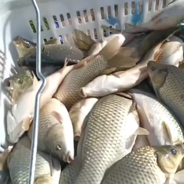 黄金鲫，钓场专用