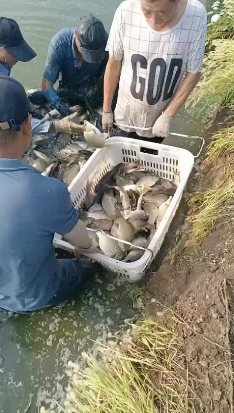 黄金鲫，钓场专用