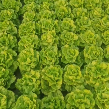 生菜