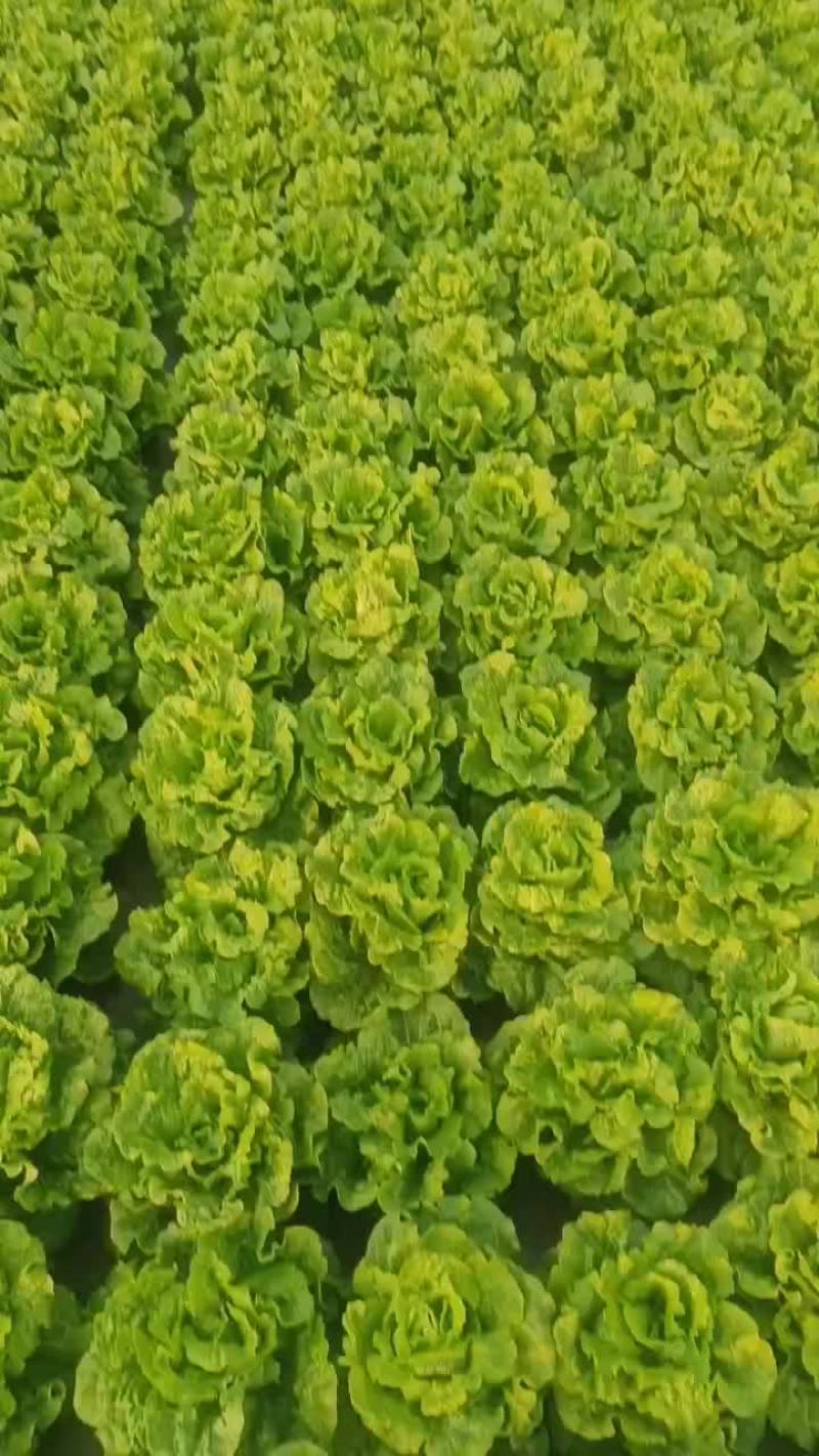 生菜