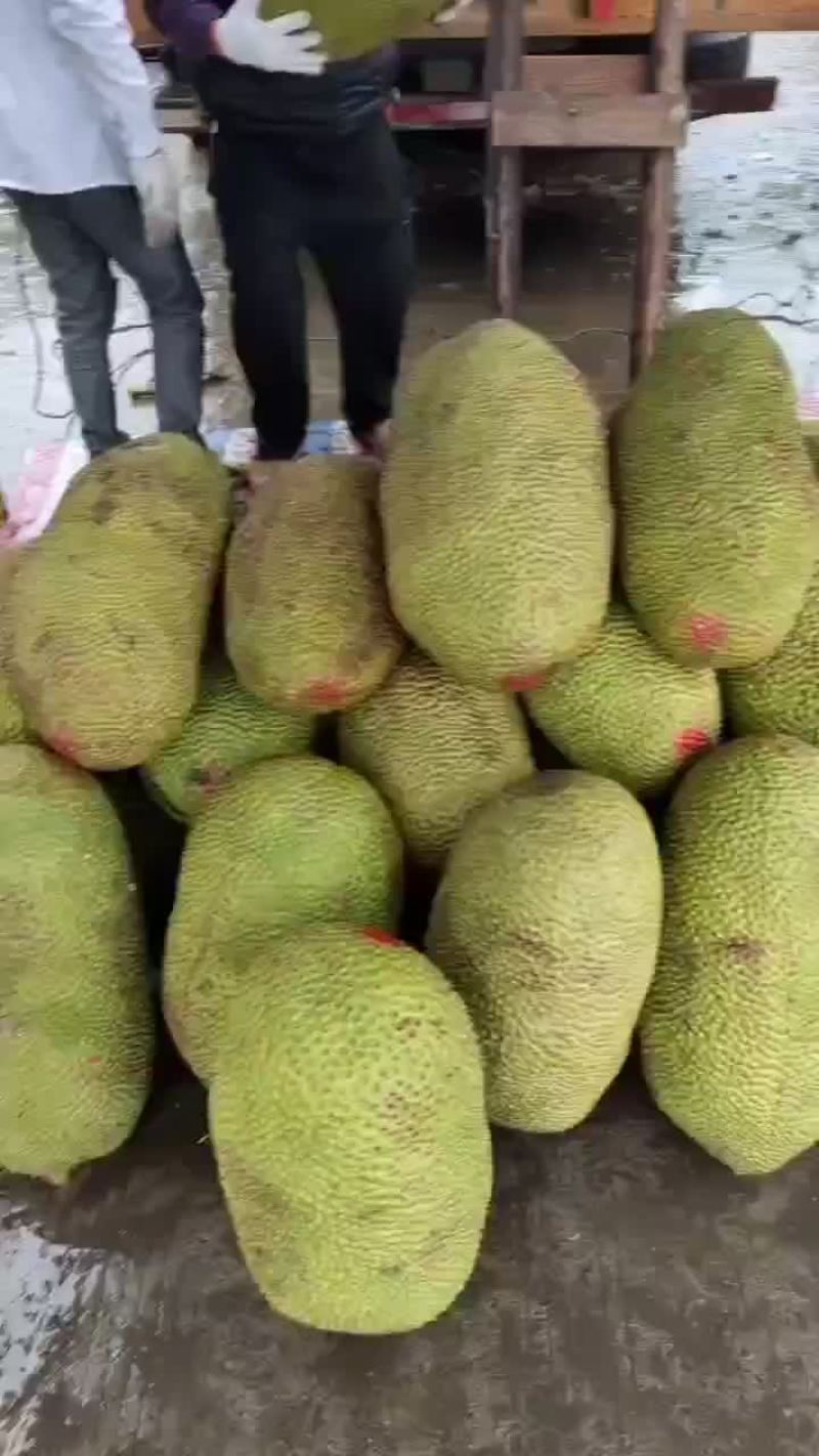 海南菠萝蜜