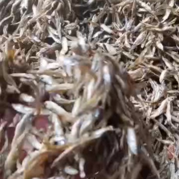 小油炸干鱼十腊鱼