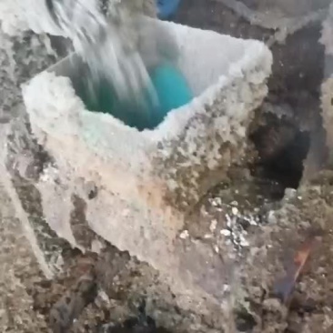 膨化棉籽，棉粕
