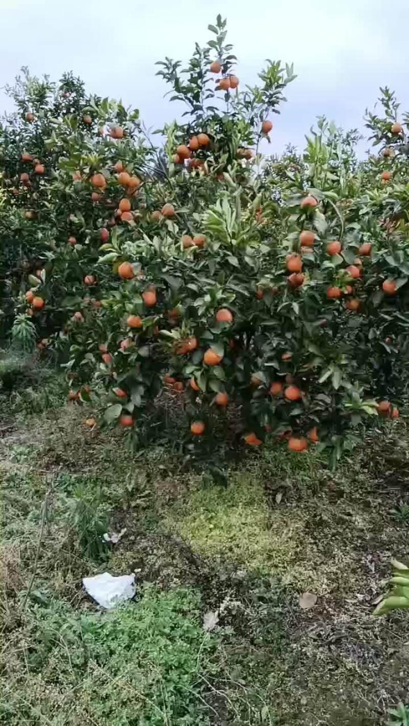挂在树上的，还剩余两万斤耙耙柑，速度2月29号发的，现货