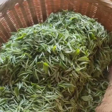 普洱台地茶，绿茶