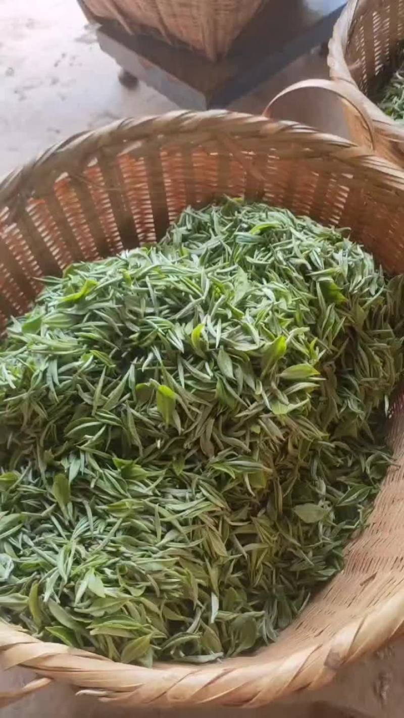普洱台地茶，绿茶