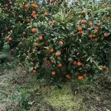 挂在树上的，还剩余两万斤耙耙柑，速度2月29号发的，现货