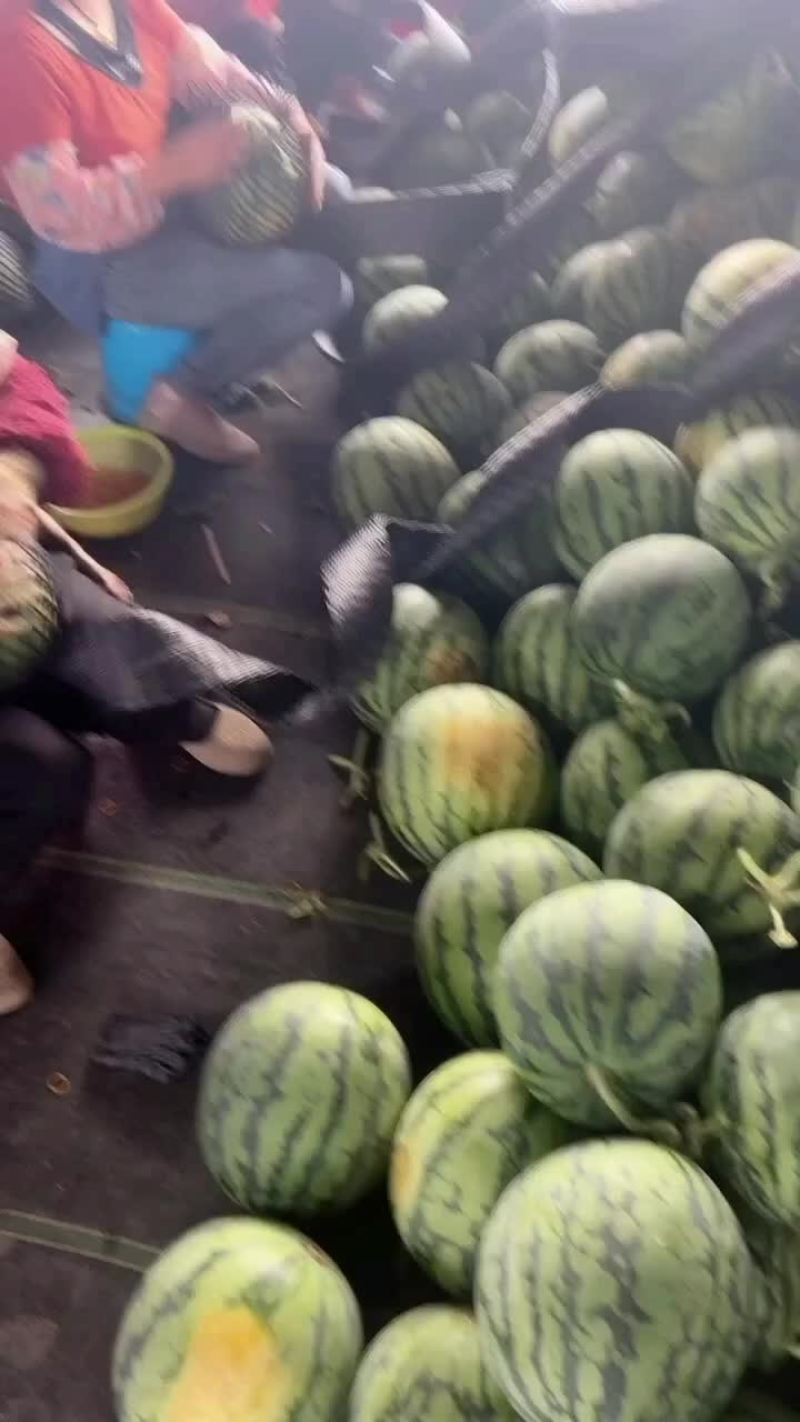 美都西瓜雷州本地人代发全国各地