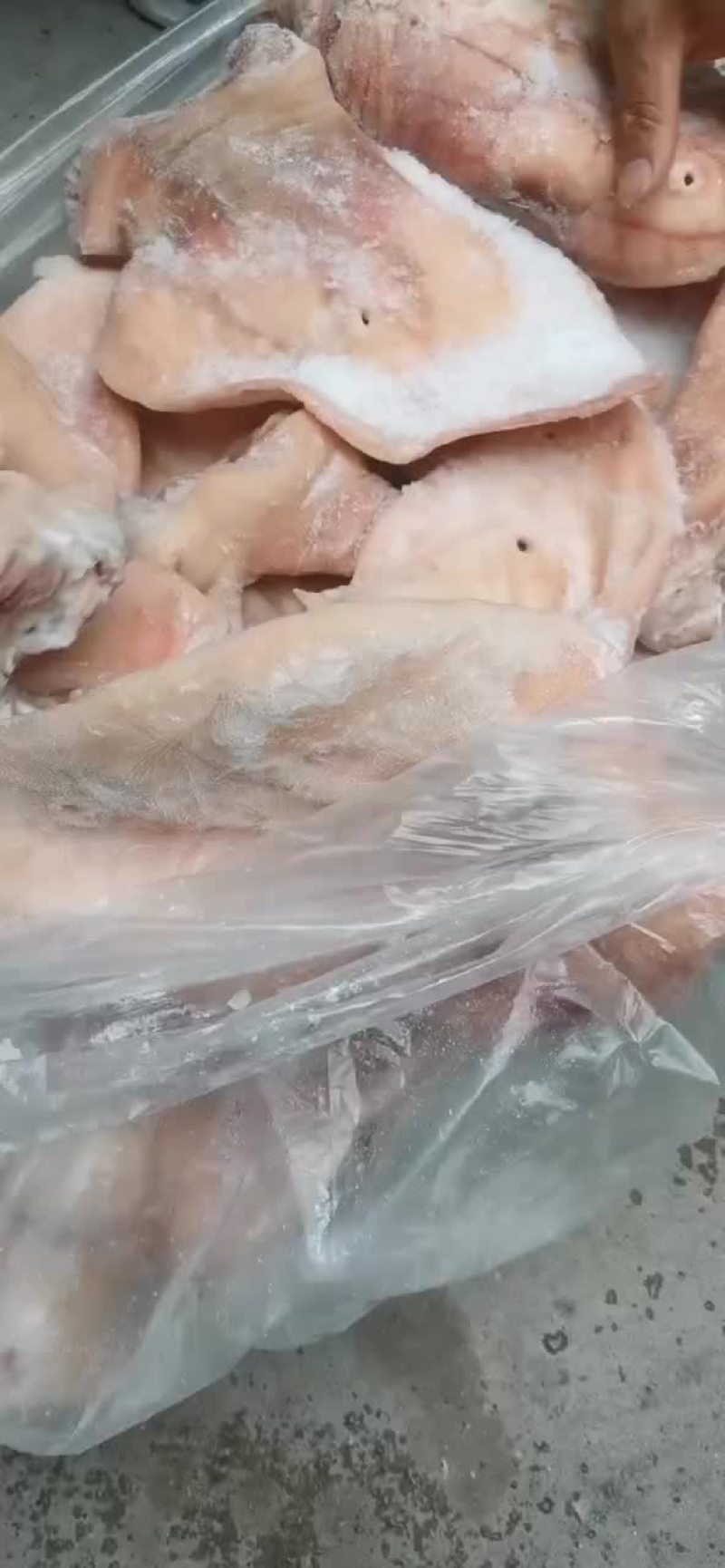 母猪一级猪耳#肥猪一级猪耳#二级猪耳#保质保量，全国可发