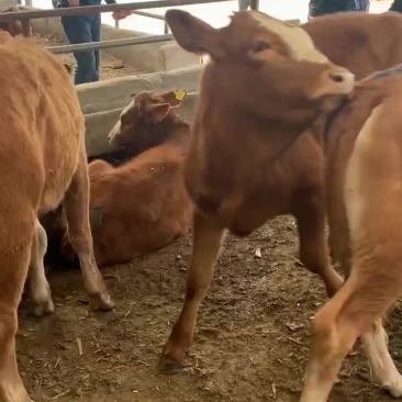 肉牛犊活体改良黄牛苗活体出售牛犊子活牛西门塔牛犊子养殖技