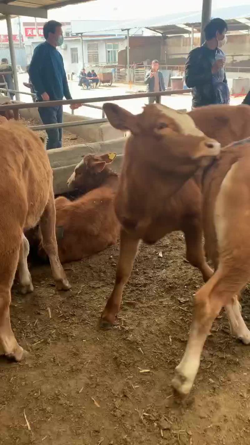 肉牛犊活体改良黄牛苗活体出售牛犊子活牛西门塔牛犊子养殖技