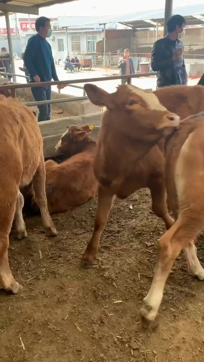 肉牛犊活体改良黄牛苗活体出售牛犊子活牛西门塔牛犊子养殖技