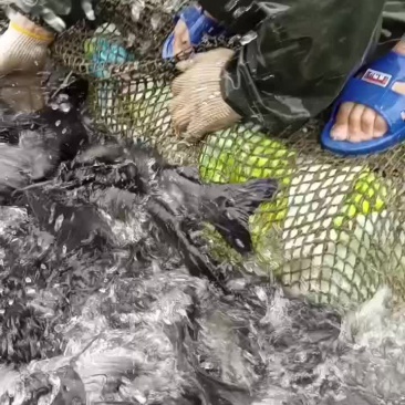 红水河淡水网箱河鱼