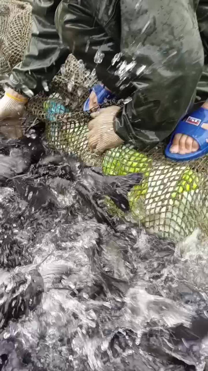 红水河淡水网箱河鱼