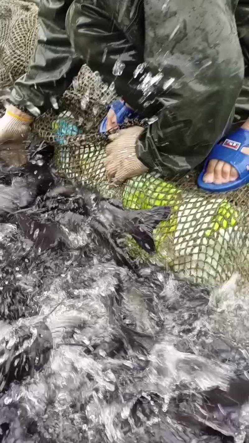 红水河淡水网箱河鱼