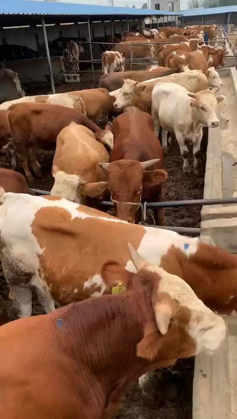 肉牛犊活牛出售黄牛活苗大型杂交肉牛仔活体小黄牛活苗西门塔