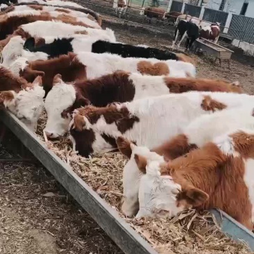 肉牛犊出售3-6月黄牛活苗牛仔今日价格买十送一大型肉牛养