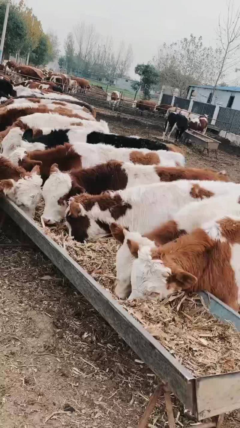 肉牛犊出售3-6月黄牛活苗牛仔今日价格买十送一大型肉牛养