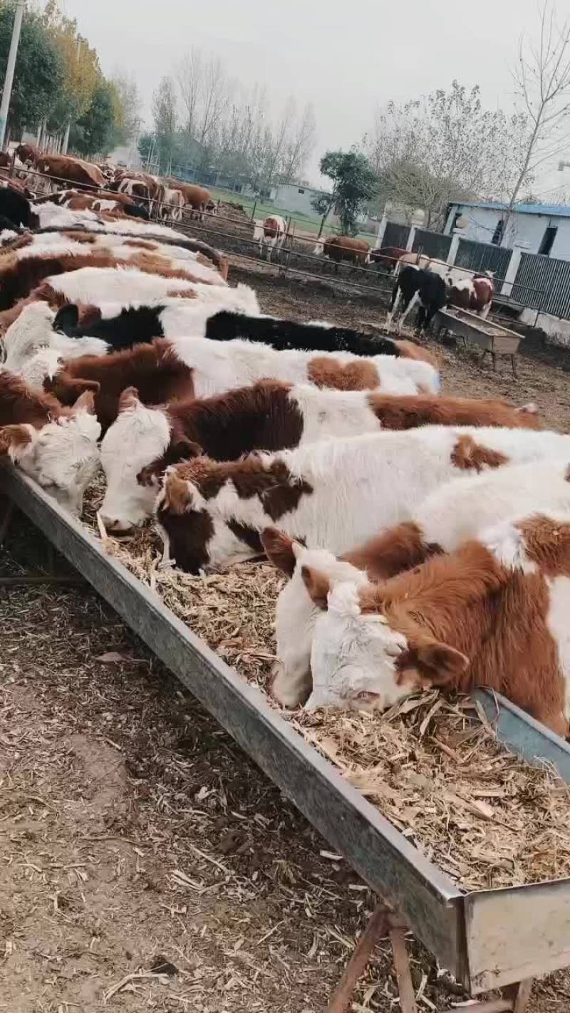肉牛犊出售3-6月黄牛活苗牛仔今日价格买十送一大型肉牛养
