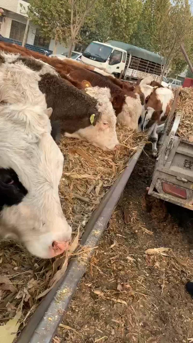 肉牛犊出售3-6月黄牛活苗牛仔今日价格买十送一大型肉牛养
