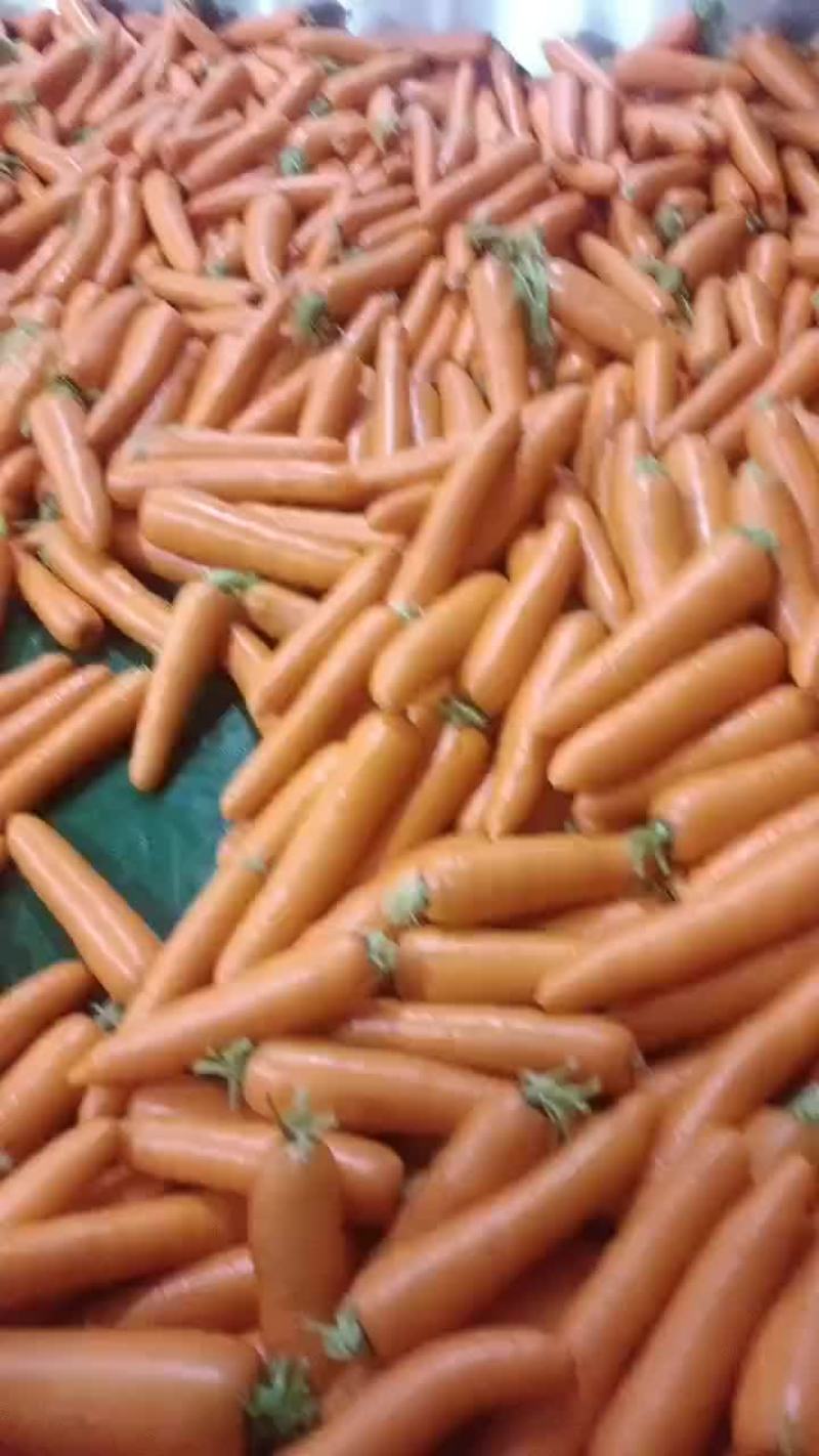 厦门精品中条