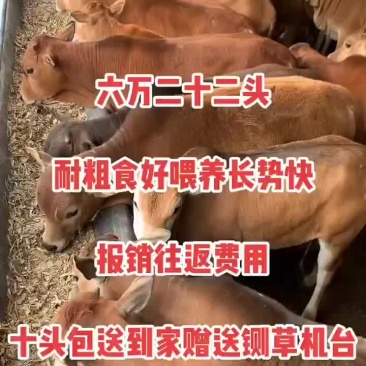 黄牛犊活体利木赞肉牛犊改良小牛苗牛仔活牛鲁西黄牛崽送养殖