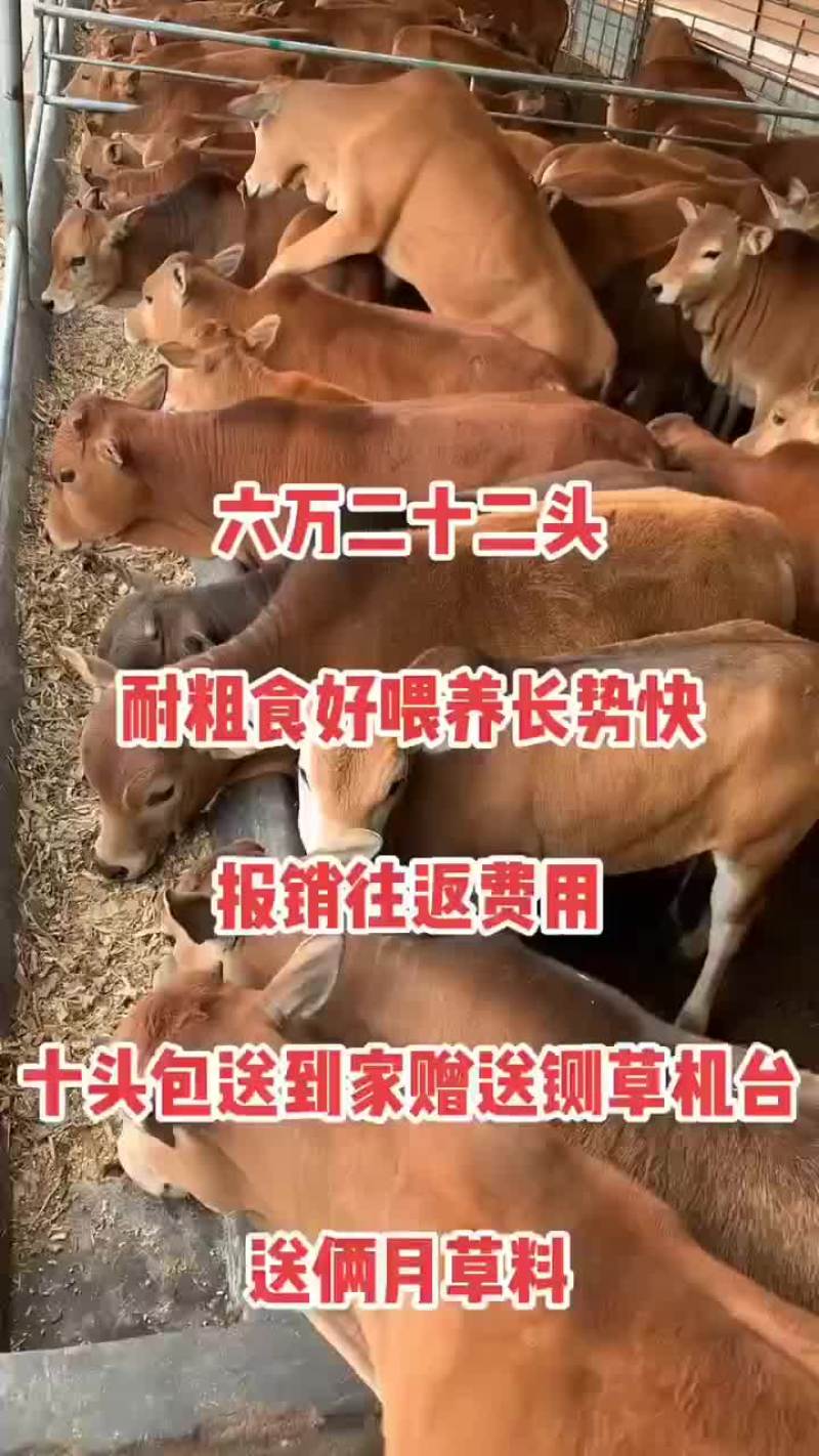 黄牛犊活体利木赞肉牛犊改良小牛苗牛仔活牛鲁西黄牛崽送养殖