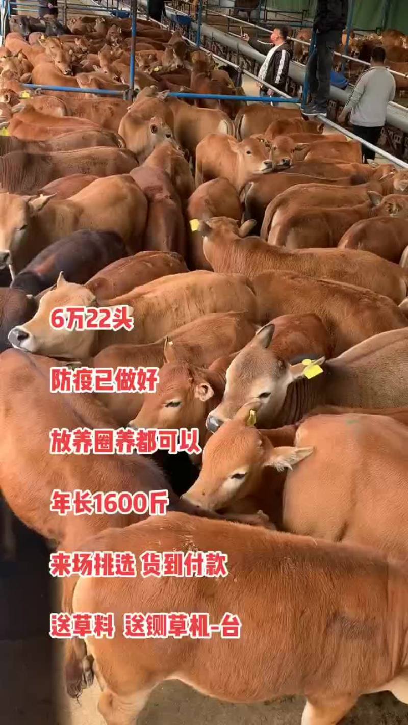 黄牛犊活体利木赞肉牛犊改良小牛苗牛仔活牛鲁西黄牛崽送养殖