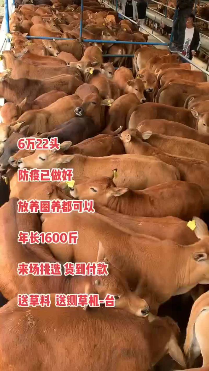 活体黄牛犊肉牛犊三元杂交牛苗西门塔尔牛崽小牛改良牛犊活牛