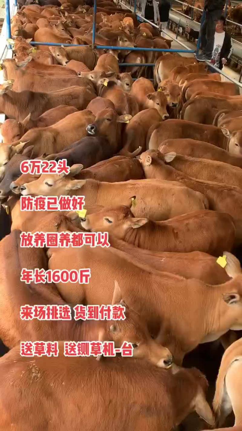 活体黄牛犊肉牛犊三元杂交牛苗西门塔尔牛崽小牛改良牛犊活牛