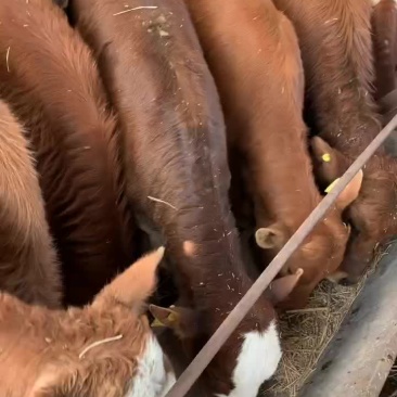 改良肉牛犊活体西门塔尔牛苗出售鲁西黄牛仔活牛安格斯三元杂