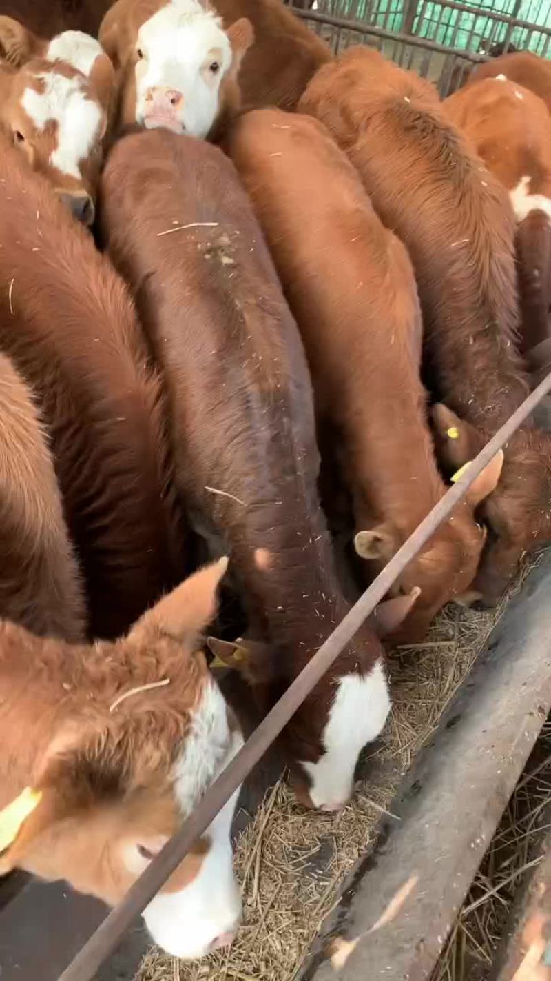 改良肉牛犊活体西门塔尔牛苗出售鲁西黄牛仔活牛安格斯三元杂