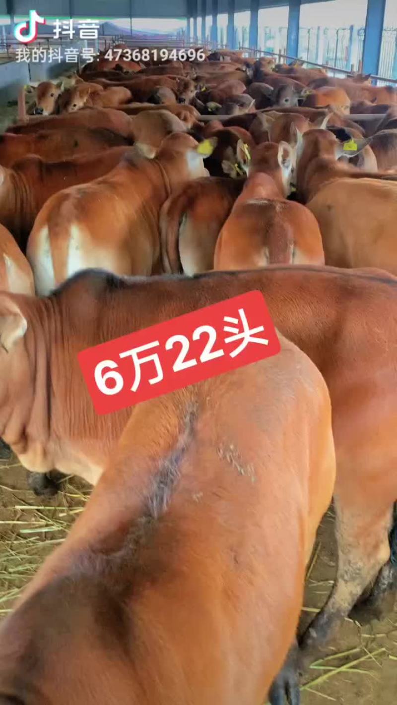 改良肉牛犊活体西门塔尔牛苗出售鲁西黄牛仔活牛安格斯三元杂