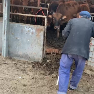 鲁西黄牛牛犊子活牛小牛苗牛崽改良肉牛活苗牛仔西门塔尔牛犊