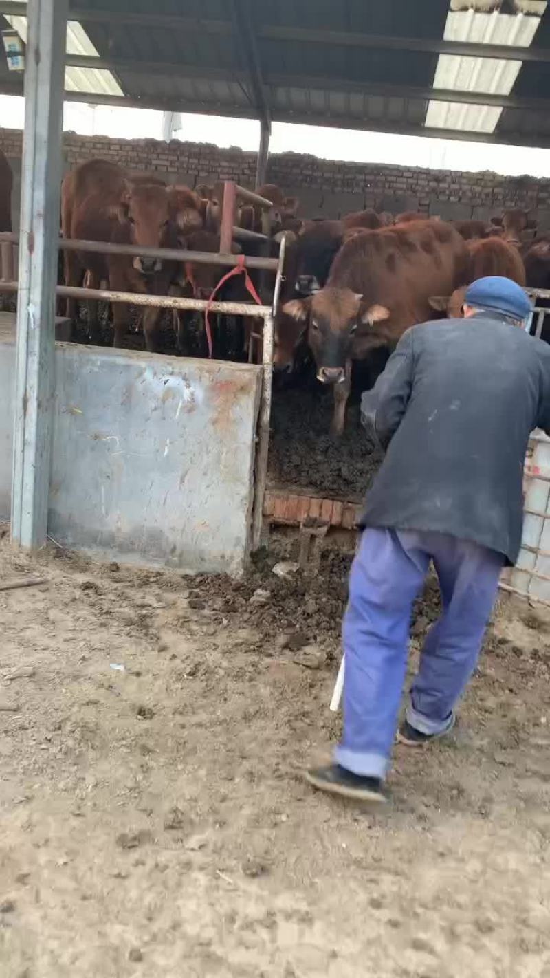 鲁西黄牛牛犊子活牛小牛苗牛崽改良肉牛活苗牛仔西门塔尔牛犊