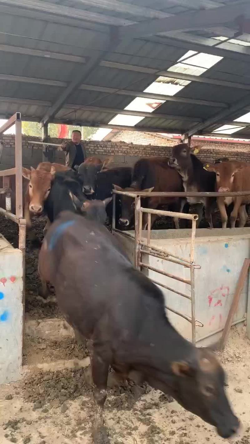 鲁西黄牛牛犊子活牛小牛苗牛崽改良肉牛活苗牛仔西门塔尔牛犊