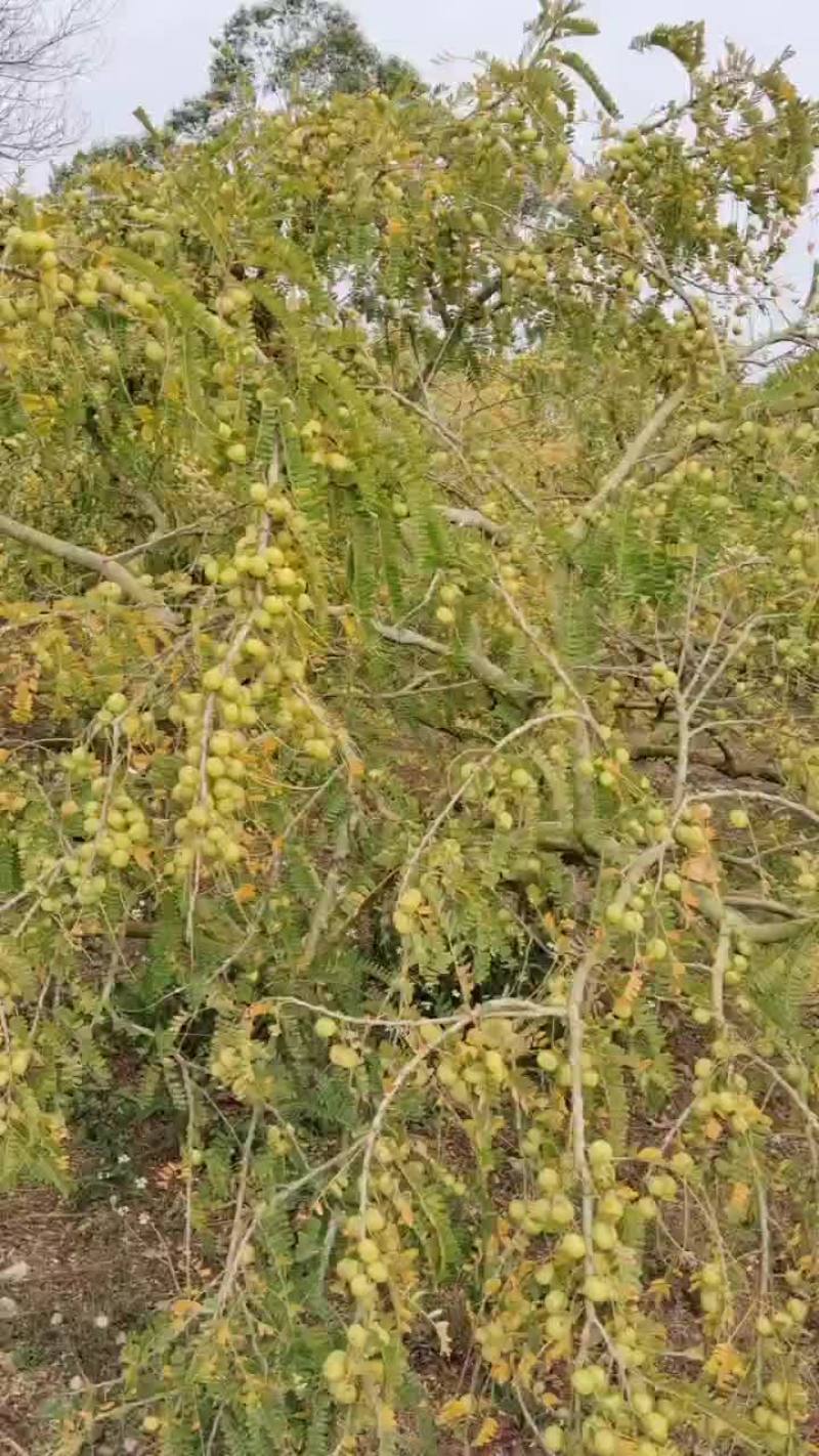 甜油柑