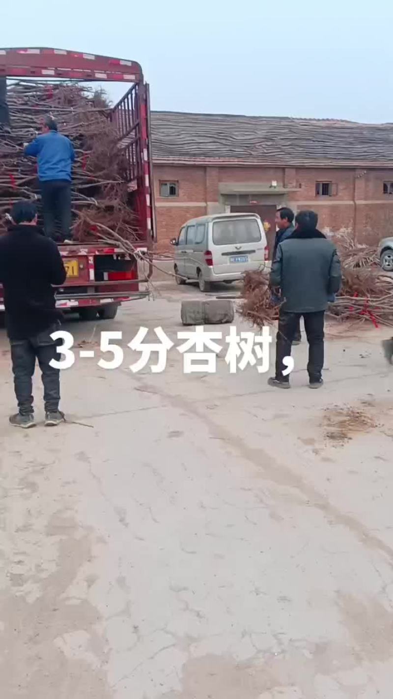 杏树苗