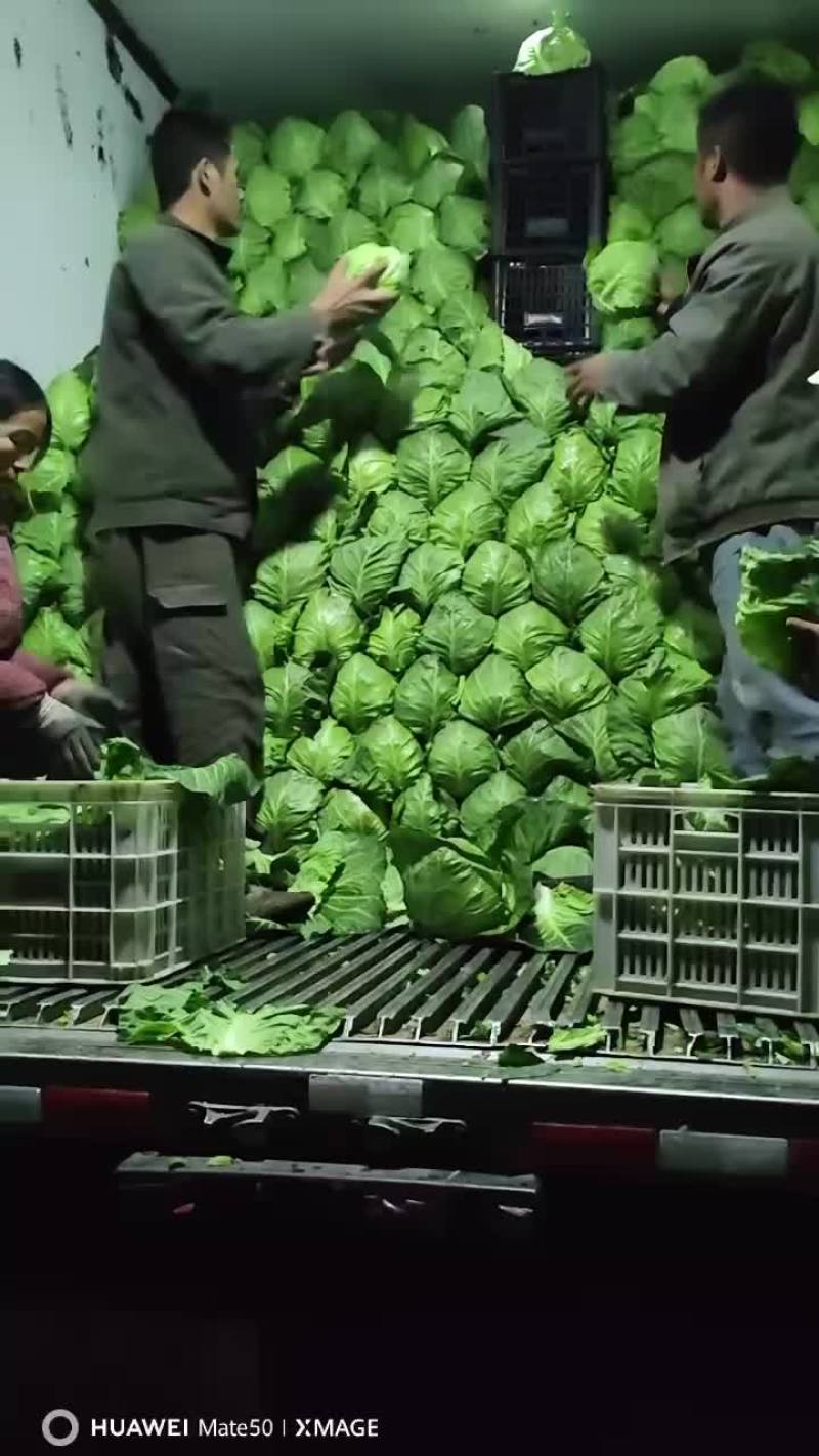精品甘蓝，超市**，基地直采，全国发货质量保证