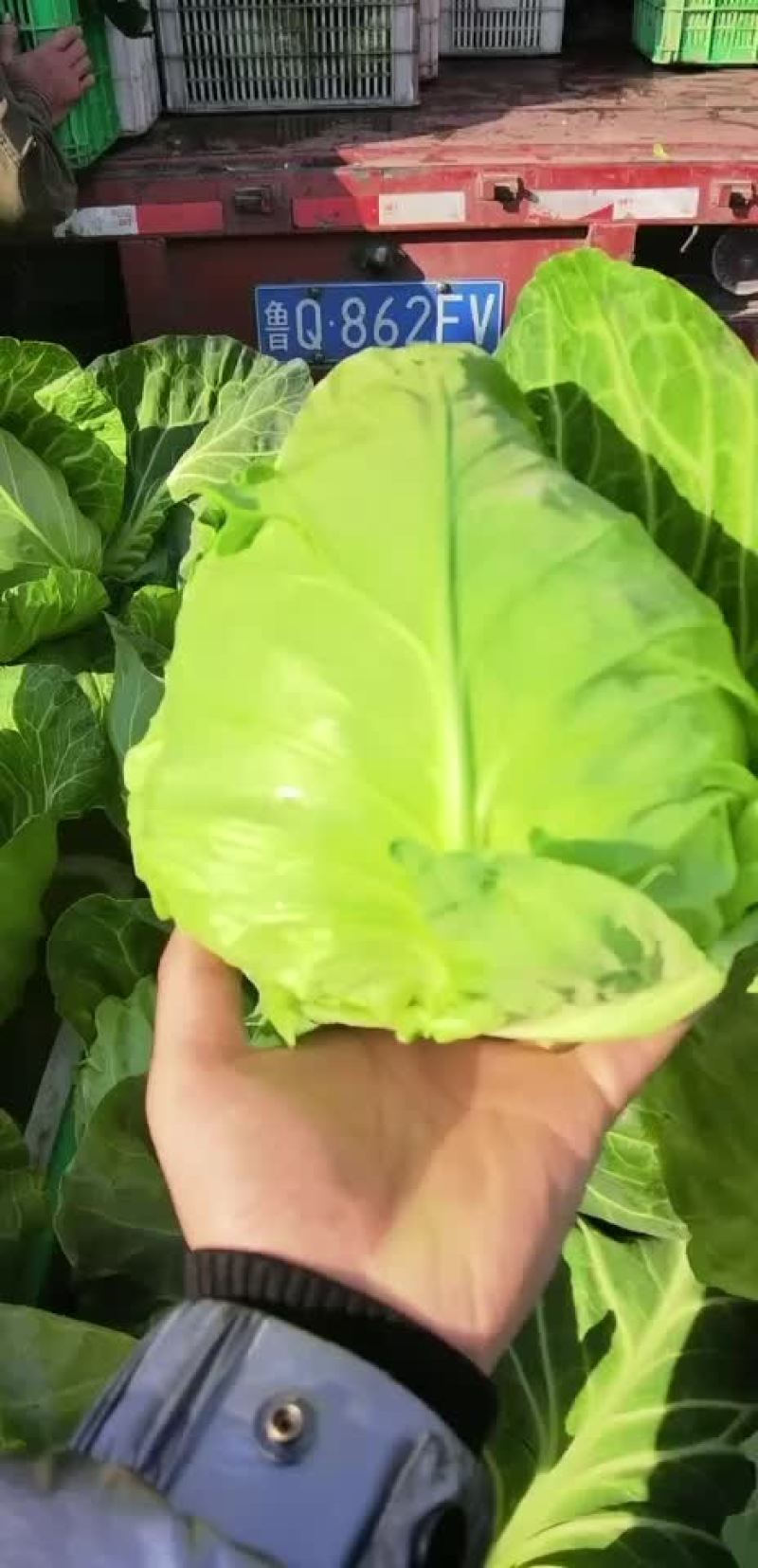 精品甘蓝，超市**，基地直采，全国发货质量保证