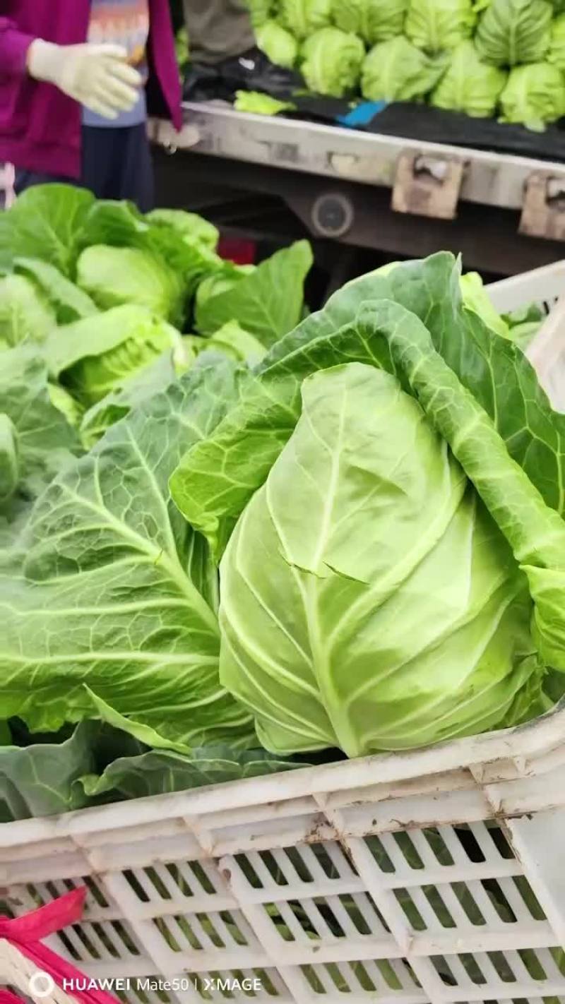 精品甘蓝，超市**，基地直采，全国发货质量保证
