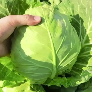 精品甘蓝，超市**，基地直采，全国发货质量保证